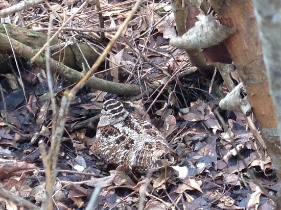 Охотник ранил редкую птицу в лесу Тверской области