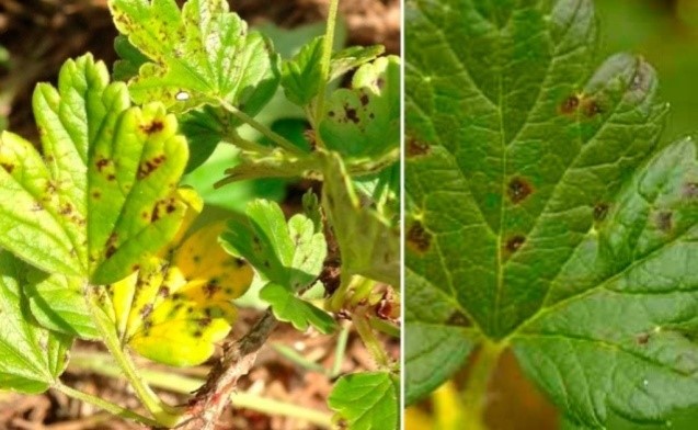 Жителям Тверской области рассказали о мерах борьбы с садовыми вредителями