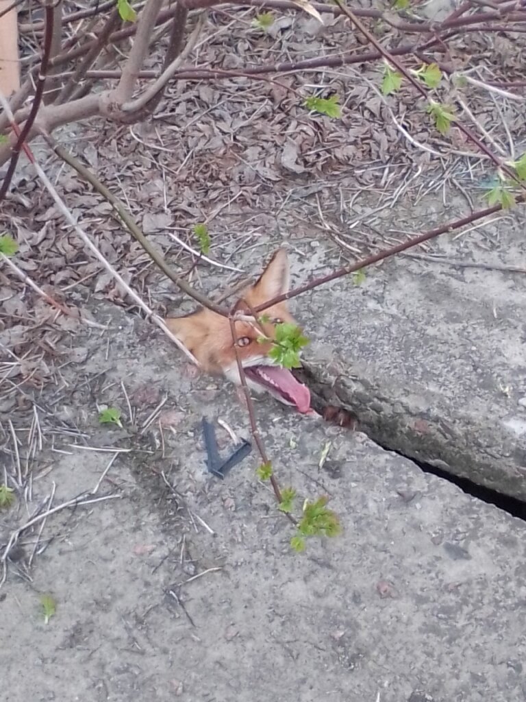 В Тверской области лисицу вызволили из бетонного плена В Тверской области лисицу вызволили из бетонного плена