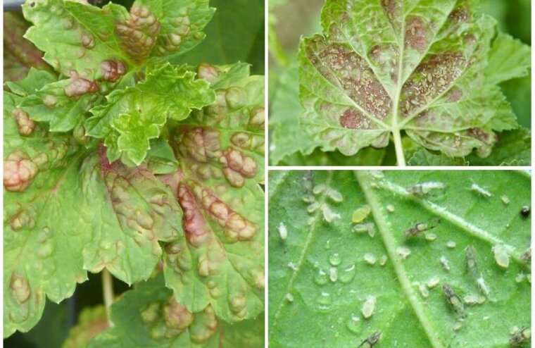 Жителям Тверской области рассказали о мерах борьбы с садовыми вредителями