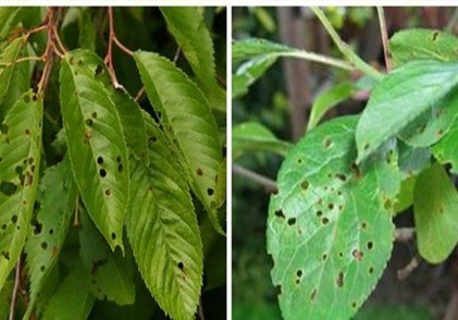 Жителям Тверской области рассказали о мерах борьбы с садовыми вредителями