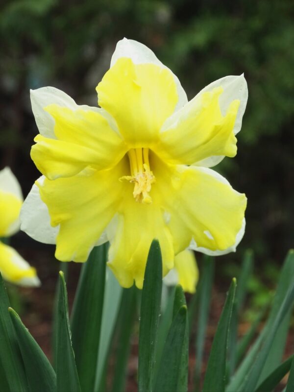 В Ботаническом саду ТвГУ цветут нарциссы