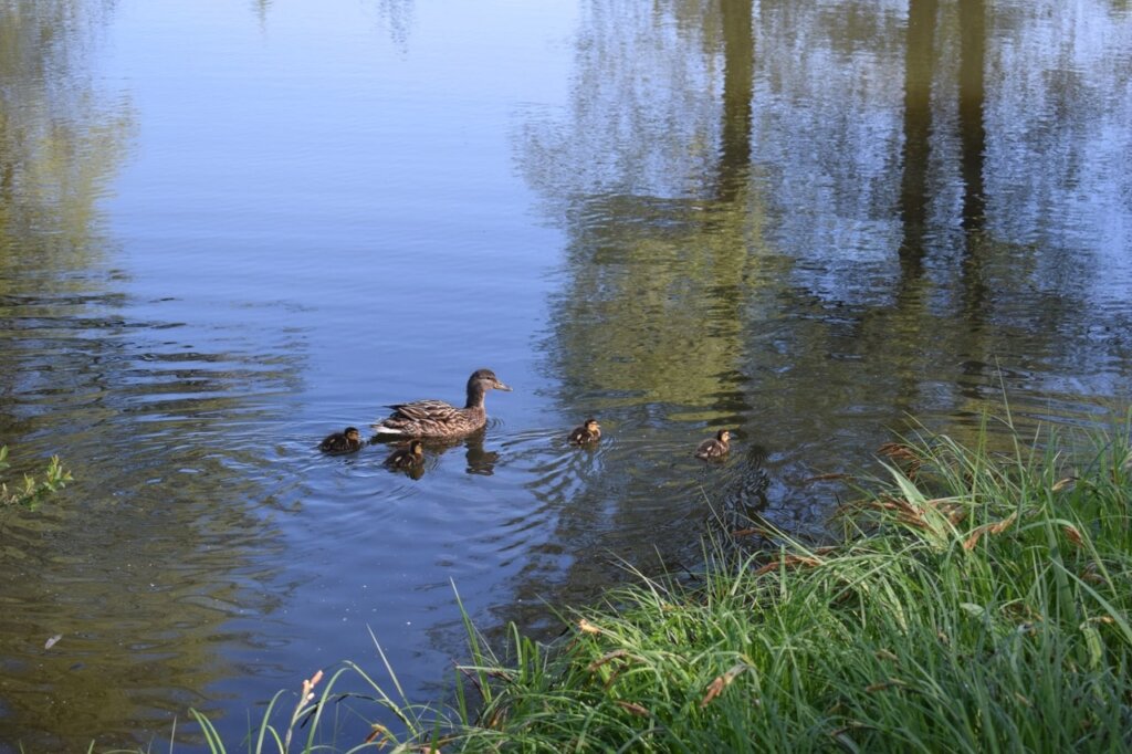 Пруд в Тверской области обзавёлся утиным семейством
