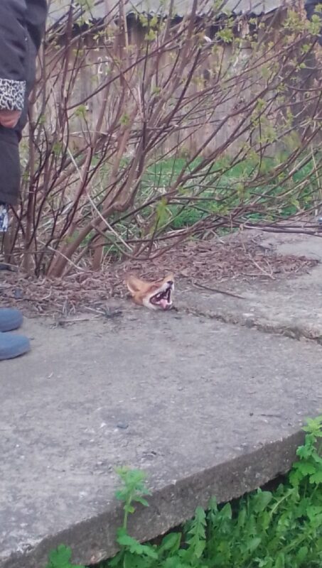 В Тверской области лисицу вызволили из бетонного плена