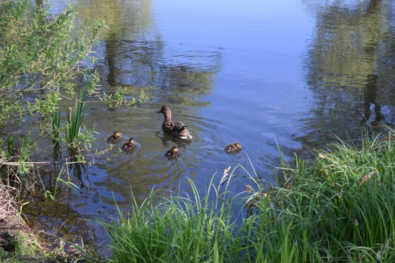 Пруд в Тверской области обзавёлся утиным семейством