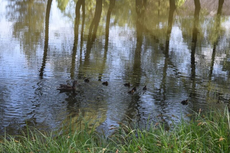 Пруд в Тверской области обзавёлся утиным семейством