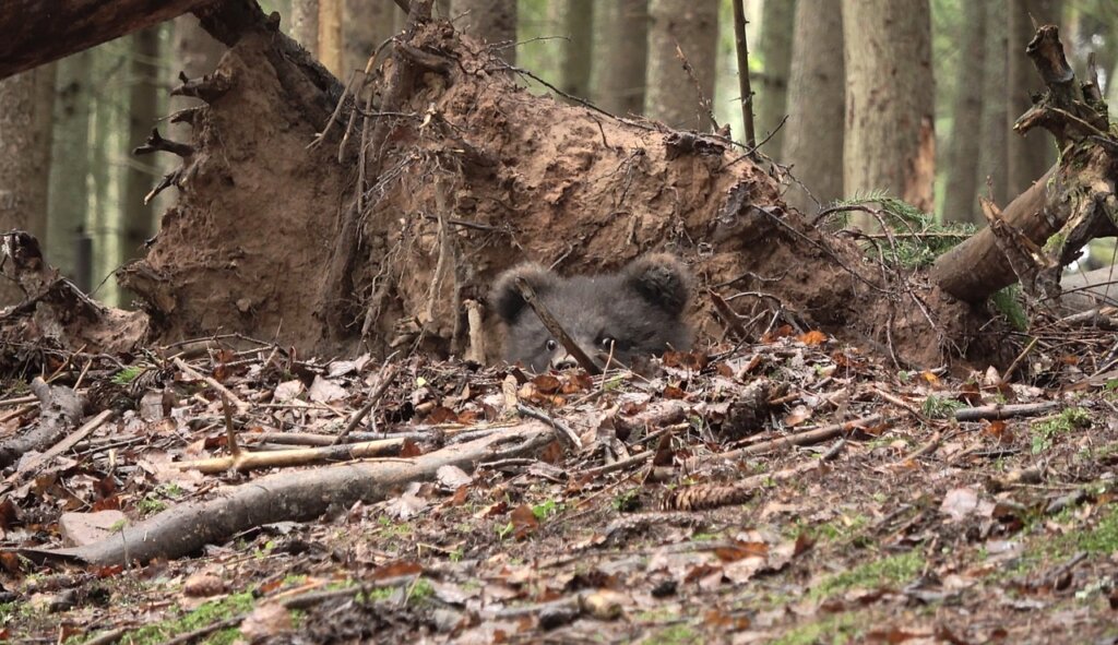 В Центре спасения медвежат-сирот рассказали, как дела у Пужи