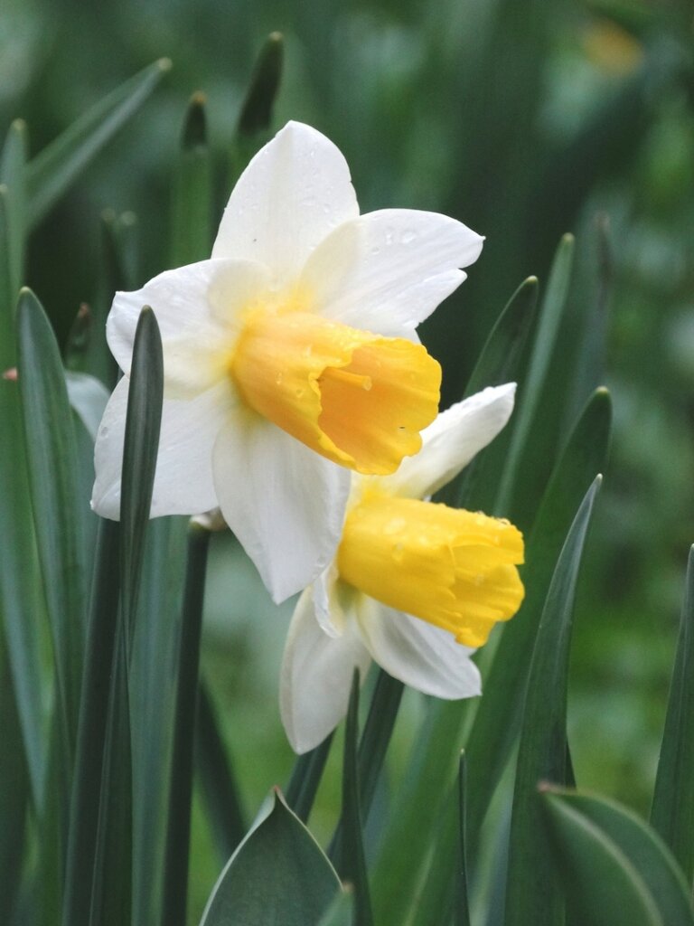 В Ботаническом саду ТвГУ цветут нарциссы