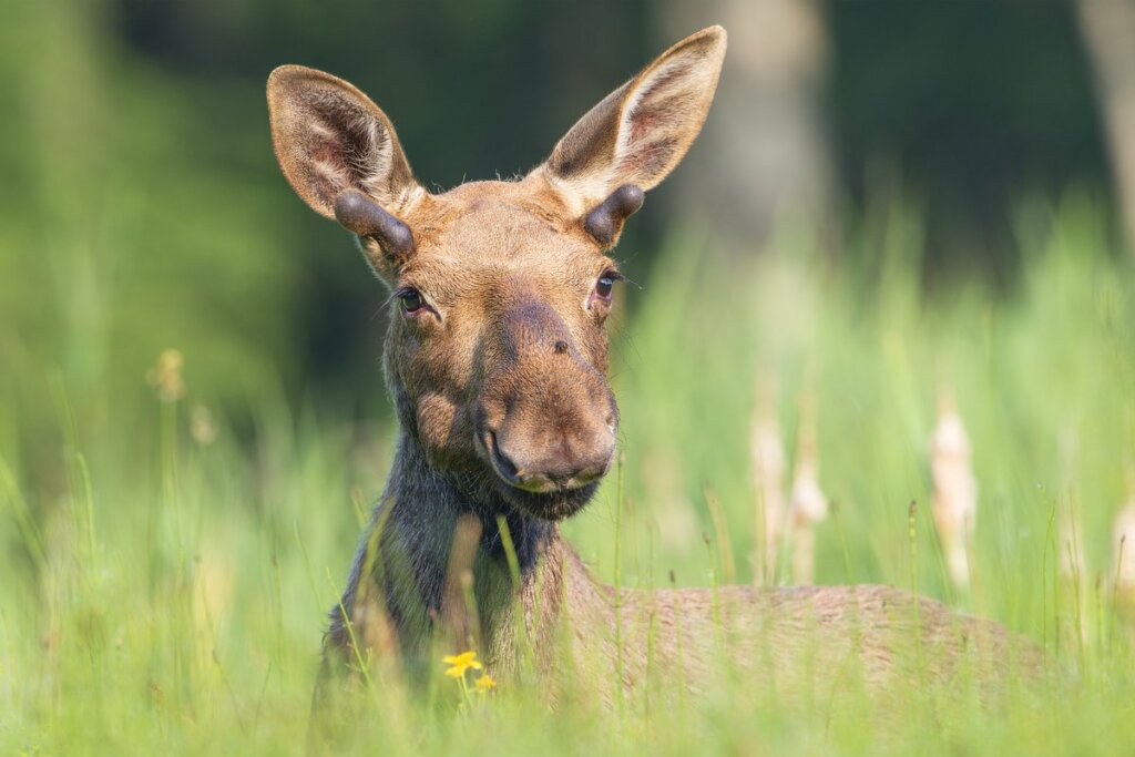 В жилой дом Твери забежал лось В жилой дом Твери забежал лось