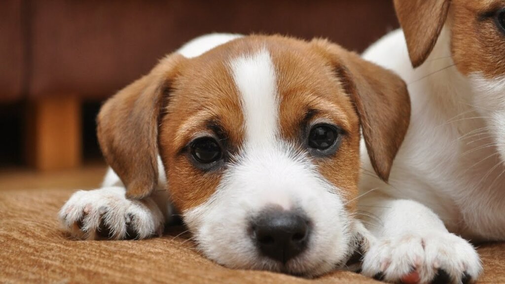 Жительница Твери отдала деньги за несуществующего щенка