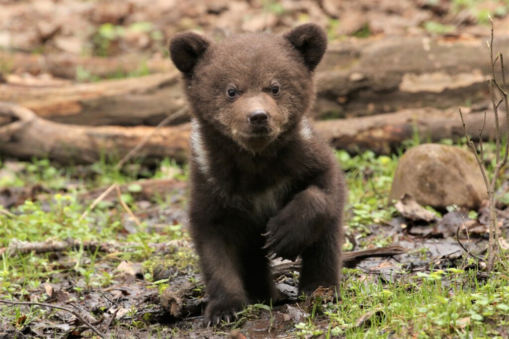 Маленькие жильцы Центра спасения медвежат-сирот переехали в домик-берлогу