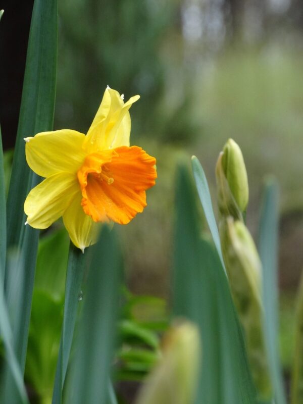 В Ботаническом саду ТвГУ цветут нарциссы