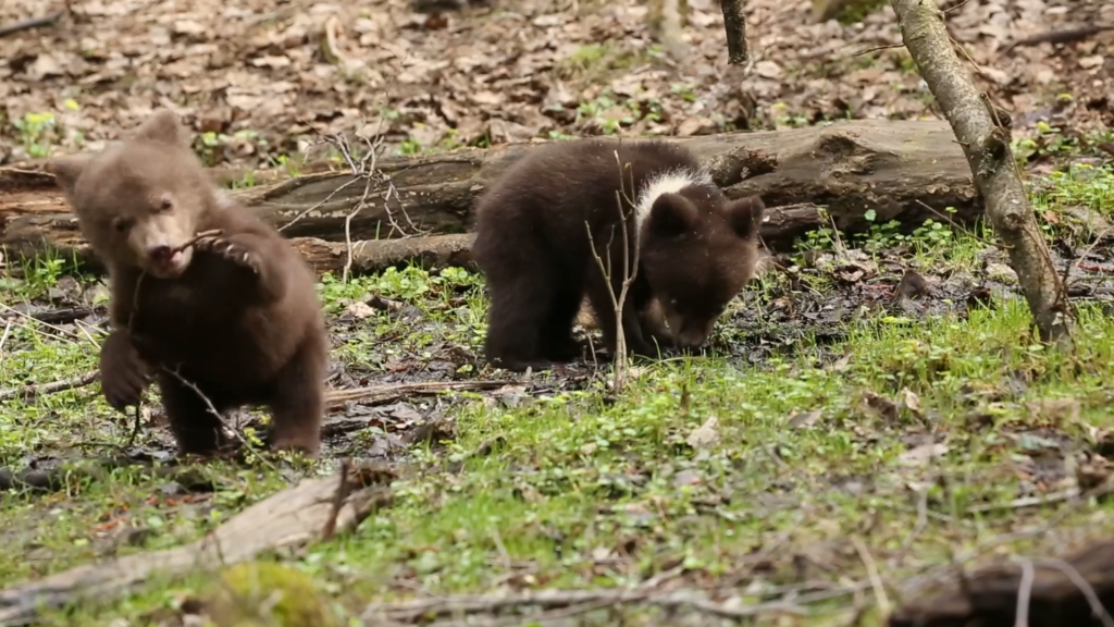 Подопечные Центра спасения медвежат-сирот изучают лес
