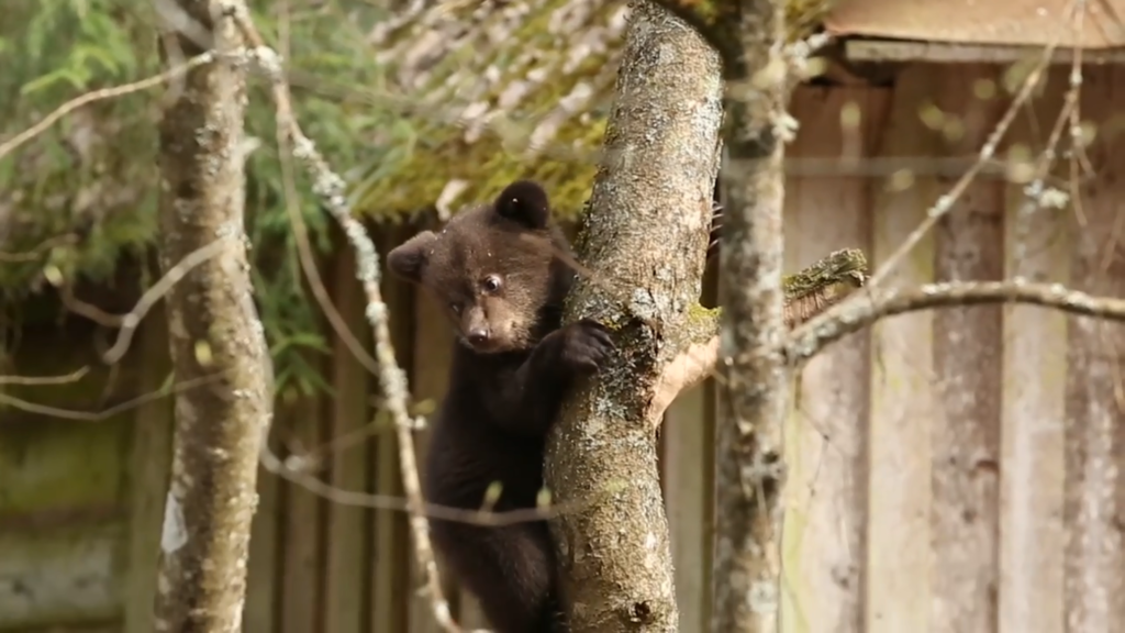 Спасённые тверскими биологами медвежата преодолели притяжение Земли