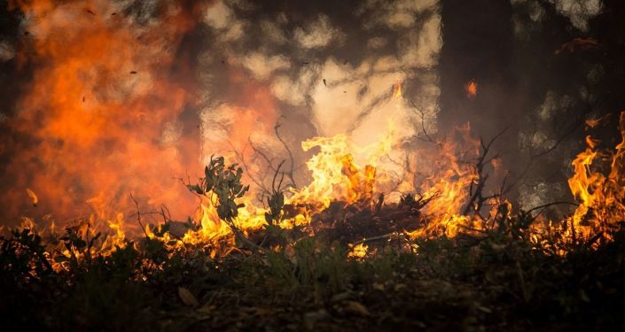 В Калининском районе Тверской области загорелся лес В Калининском районе Тверской области загорелся лес