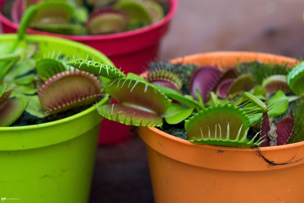 В Твери Сад Души приглашает посмотреть на растения-хищников