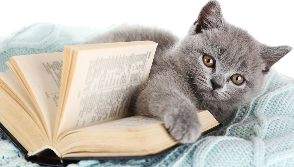 В котокафе Твери расскажут, как завести и успешно развить книжный блогВ котокафе Твери расскажут, как завести и успешно развить книжный блог