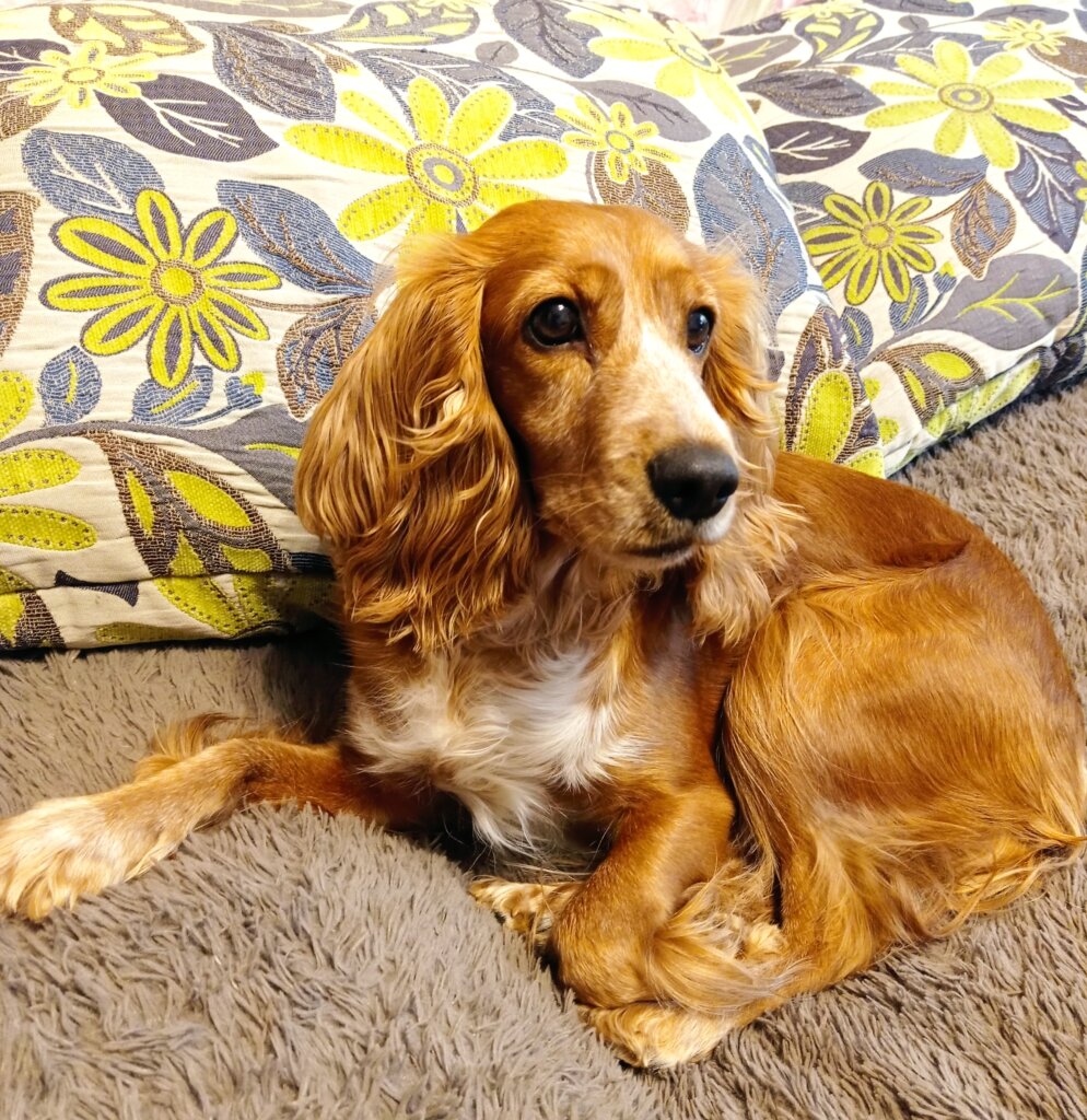 В Тверской области ищут собаку, пропавшую после аварии