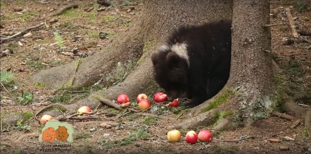 В Центре спасения медвежат-сирот рассказали, как проходят будни Пужи