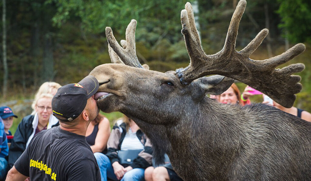 В Тверской области введён запрет спортивной и любительской охоты