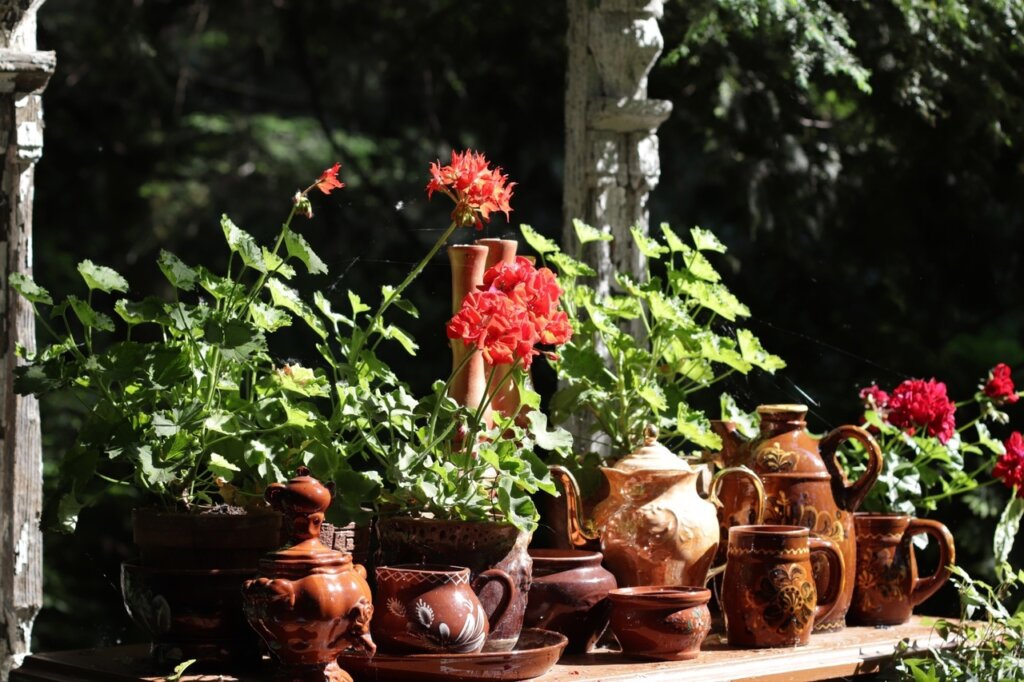 Цветочная выставка с воспоминаниями о детстве открылась в ботаническом саду ТвГУ