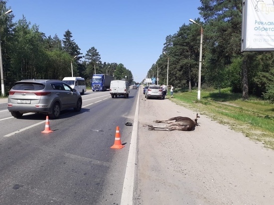 Около Горбатого моста в Твери сбили лося Около Горбатого моста в Твери сбили лося