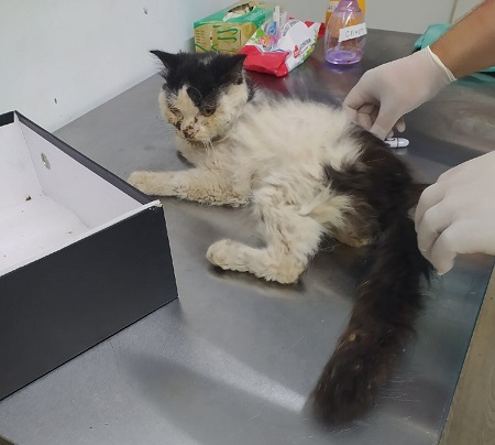 Избиенный котёнок с Фадеева нуждается в постоянном доме Избиенный котёнок с Фадеева нуждается в постоянном доме