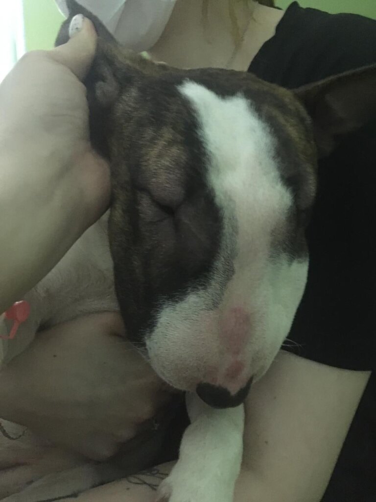 Опасный враг-растение калечит питомцев тверских жителей