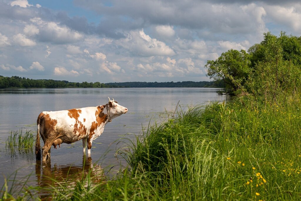 Тверской фотограф запечатлел коров на водопое