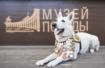 Жителей Тверской области приглашают поучаствовать в конкурсе, приуроченному ко Дню фронтовой собаки