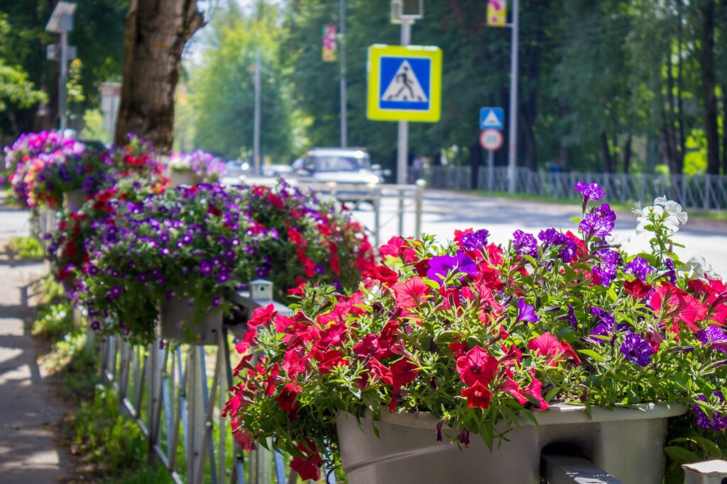 В Лихославле высадят почти 20 тысяч цветов