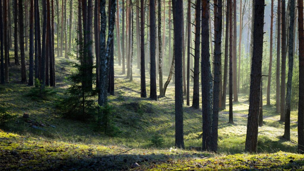 В Тверской области ёлки привели мужчину на скамью подсудимых