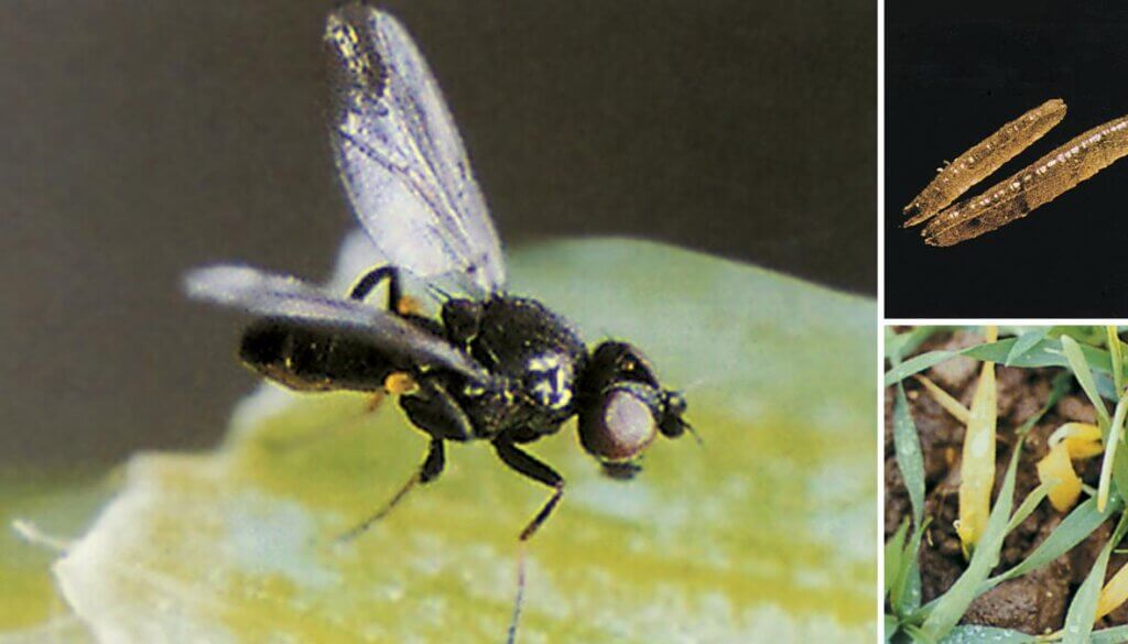 Жителей Верхневолжья предупредили об активности шведской мухи Жителей Верхневолжья предупредили об активности шведской мухи