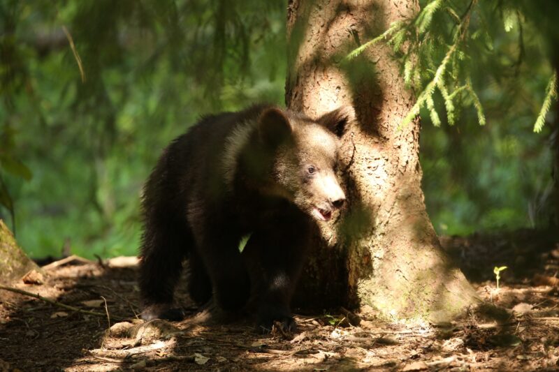 В Центре спасения медвежат-сирот показали подросших косолапых