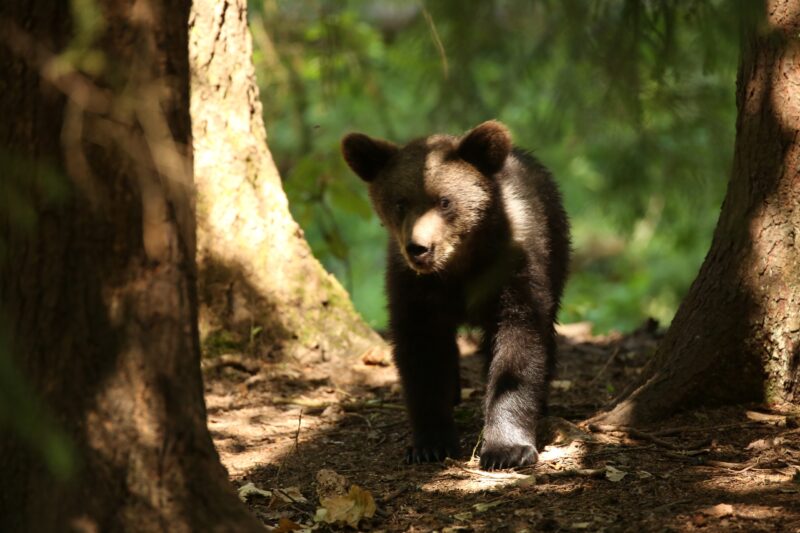В Центре спасения медвежат-сирот показали подросших косолапых