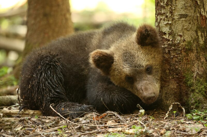В Центре спасения медвежат-сирот показали подросших косолапых