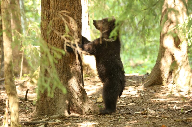 В Центре спасения медвежат-сирот показали подросших косолапых