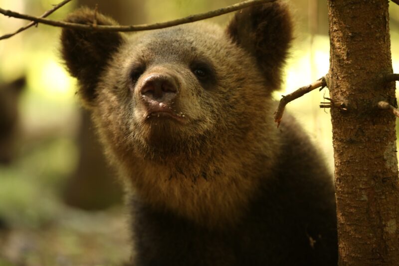 В Центре спасения медвежат-сирот показали подросших косолапых