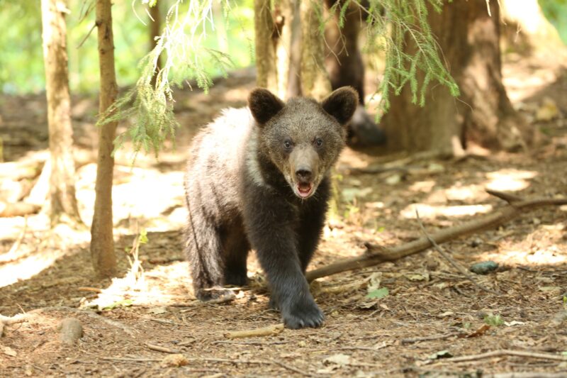 В Центре спасения медвежат-сирот показали подросших косолапых