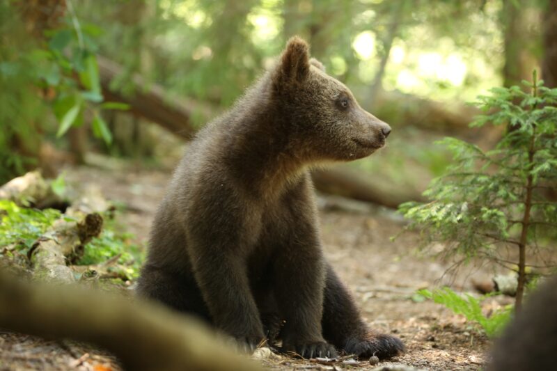 В Центре спасения медвежат-сирот показали подросших косолапых