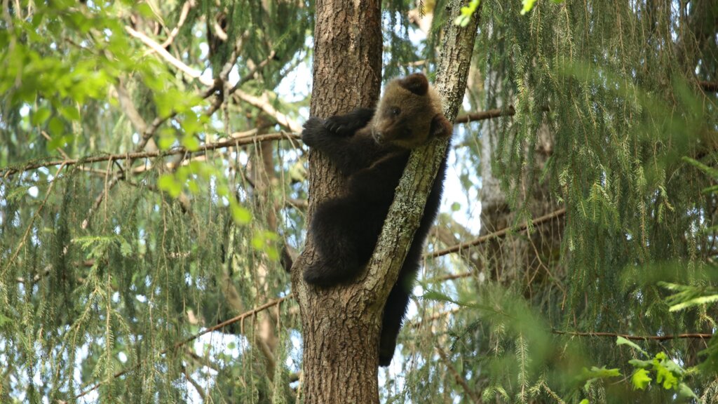 В Центре спасения медвежат-сирот показали подросших косолапых В Центре спасения медвежат-сирот показали подросших косолапых