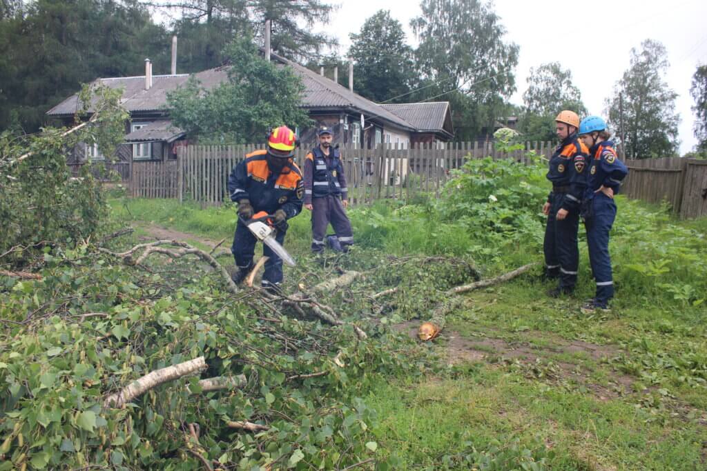 В Тверской области волонтеры волонтеры помогли вывезти спиленное по указу президента дерево