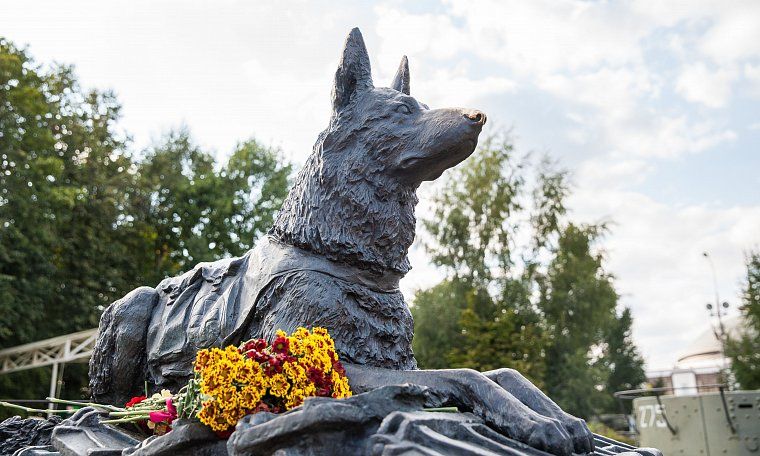 Юные жители Твери могут принять участие в конкурсе, посвященном Дню фронтовой собаки Юные жители Твери могут принять участи в конкурсе, посвященном Дню фронтовой собаки