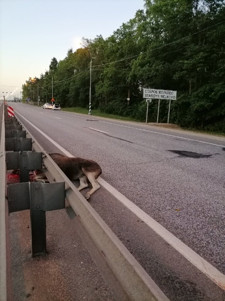 В Конаковском районе Тверской области насмерть сбили лося