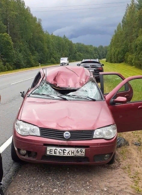 В Тверской области произошла очередная авария с участием лося