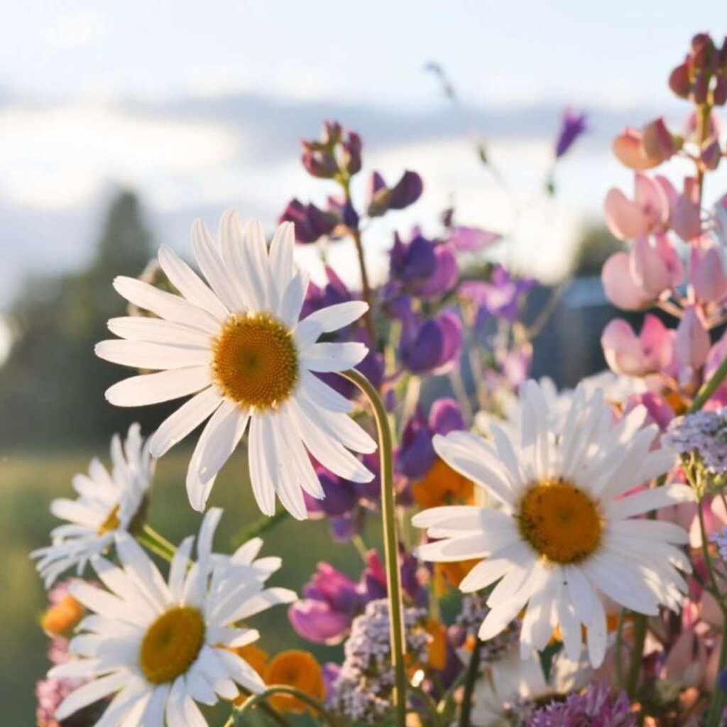 Музейно-выставочный центр приглашает на День семьи, любви и верности Музейно-выставочный центр приглашает на День семьи, любви и верности