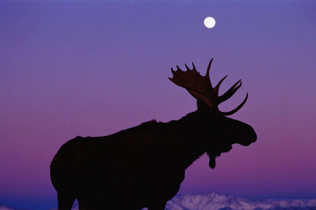 На федеральной автодороге в Тверской области сбили лося