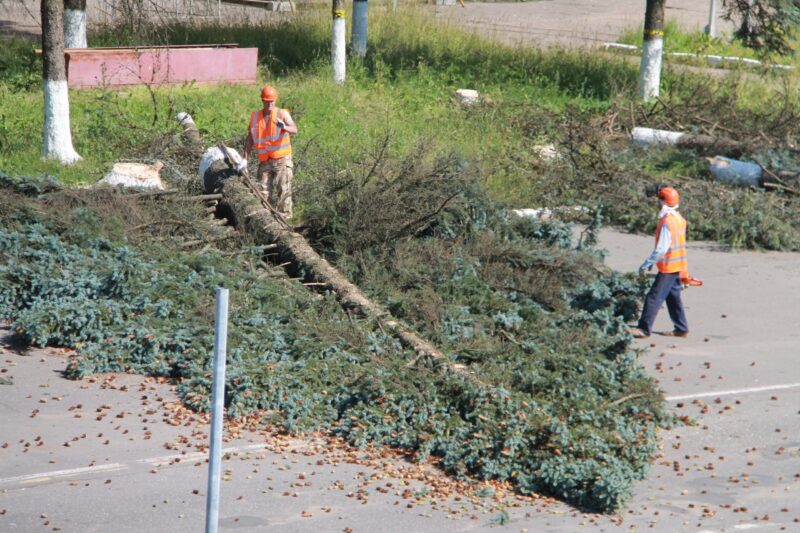 Площадь в Нелидово ждёт обновления озеленения