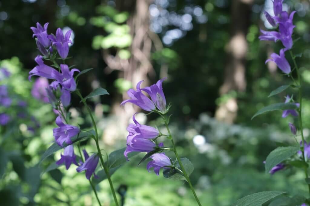 В Саду души расцвели колокольчики