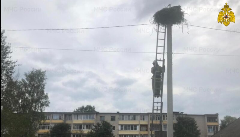 В Тверской области аистятам потребовалась помощь спасателей В Тверской области аистятам потребовалась помощь спасателей